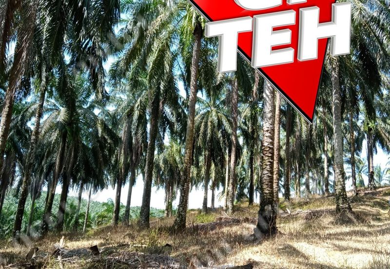 11.62 acres Agricultural land | Palm oil Plantation | Selama | Perak Rm1.94psf