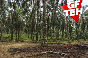 11.62 acres Agricultural land | Palm oil Plantation | Selama | Perak Rm1.94psf