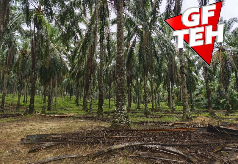 11.62 acres Agricultural land | Palm oil Plantation | Selama | Perak Rm1.94psf