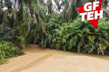 11.62 acres Agricultural land | Palm oil Plantation | Selama | Perak Rm1.94psf