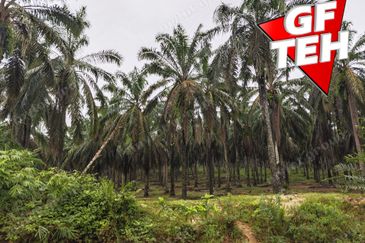 11.62 acres Agricultural land | Palm oil Plantation | Selama | Perak Rm1.94psf