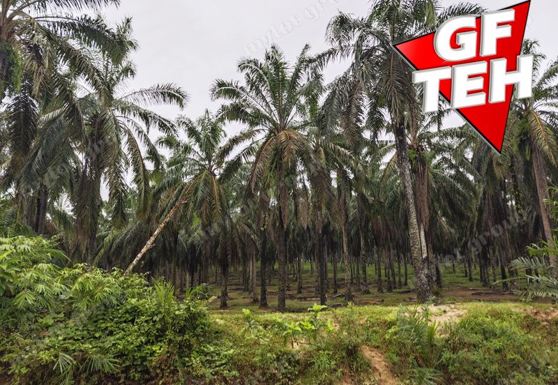 11.62 acres Agricultural land | Palm oil Plantation | Selama | Perak Rm1.94psf