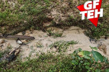 11.62 acres Agricultural land | Palm oil Plantation | Selama | Perak Rm1.94psf