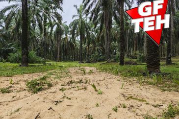 11.62 acres Agricultural land | Palm oil Plantation | Selama | Perak Rm1.94psf