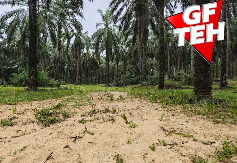 11.62 acres Agricultural land | Palm oil Plantation | Selama | Perak Rm1.94psf