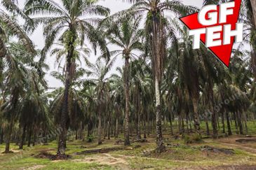 11.62 acres Agricultural land | Palm oil Plantation | Selama | Perak Rm1.94psf