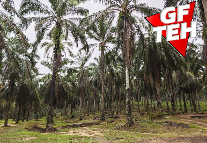 11.62 acres Agricultural land | Palm oil Plantation | Selama | Perak Rm1.94psf