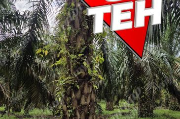 8.03 acres Road to Agricultural Land | 8-12 years Oil palm trees | Selama | Perak b 
