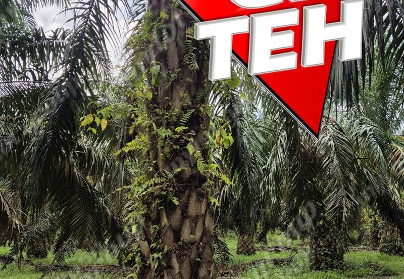 8.03 acres Road to Agricultural Land | 8-12 years Oil palm trees | Selama | Perak b 