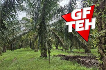 8.03 acres Road to Agricultural Land | 8-12 years Oil palm trees | Selama | Perak b 