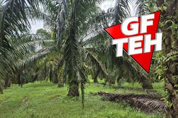 8.03 acres Road to Agricultural Land | 8-12 years Oil palm trees | Selama | Perak b 
