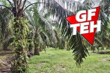 8.03 acres Road to Agricultural Land | 8-12 years Oil palm trees | Selama | Perak b 