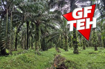 8.03 acres Road to Agricultural Land | 8-12 years Oil palm trees | Selama | Perak b 