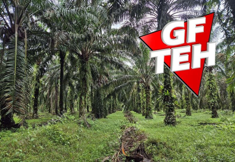 8.03 acres Road to Agricultural Land | 8-12 years Oil palm trees | Selama | Perak b 