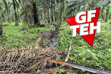 8.03 acres Road to Agricultural Land | 8-12 years Oil palm trees | Selama | Perak b 