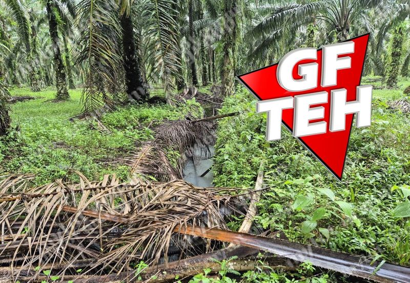 8.03 acres Road to Agricultural Land | 8-12 years Oil palm trees | Selama | Perak b 