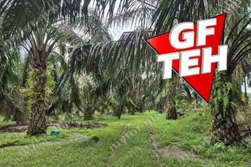 8.03 acres Road to Agricultural Land | 8-12 years Oil palm trees | Selama | Perak b 