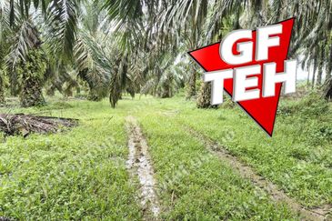 8.03 acres Road to Agricultural Land | 8-12 years Oil palm trees | Selama | Perak b 