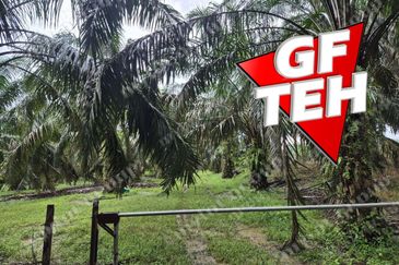 8.03 acres Road to Agricultural Land | 8-12 years Oil palm trees | Selama | Perak b 