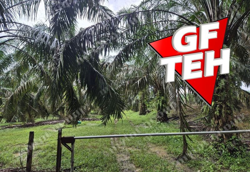 8.03 acres Road to Agricultural Land | 8-12 years Oil palm trees | Selama | Perak b 