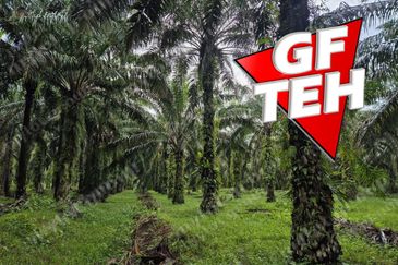 8.03 acres Road to Agricultural Land | 8-12 years Oil palm trees | Selama | Perak b 