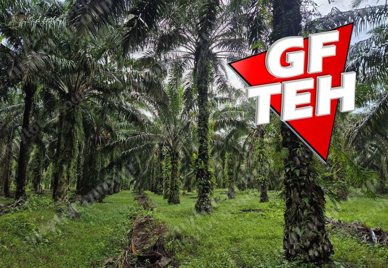 8.03 acres Road to Agricultural Land | 8-12 years Oil palm trees | Selama | Perak b 
