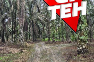8.03 acres Road to Agricultural Land | 8-12 years Oil palm trees | Selama | Perak b 