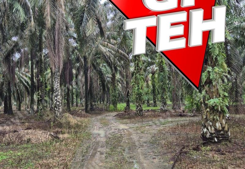 8.03 acres Road to Agricultural Land | 8-12 years Oil palm trees | Selama | Perak b 