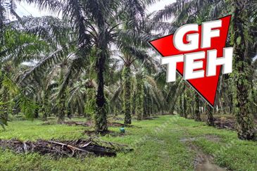 8.03 acres Road to Agricultural Land | 8-12 years Oil palm trees | Selama | Perak b 