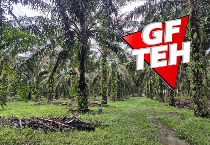 8.03 acres Road to Agricultural Land | 8-12 years Oil palm trees | Selama | Perak b 