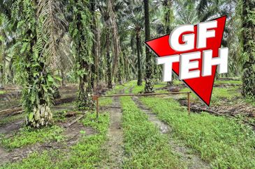8.03 acres Road to Agricultural Land | 8-12 years Oil palm trees | Selama | Perak b 