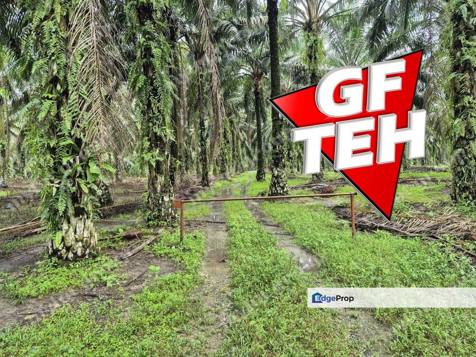 8.03 acres Road to Agricultural Land | 8-12 years Oil palm trees | Selama | Perak b , Perak, Selama