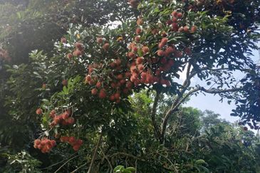 RPSB KAMPUNG LENGKONG