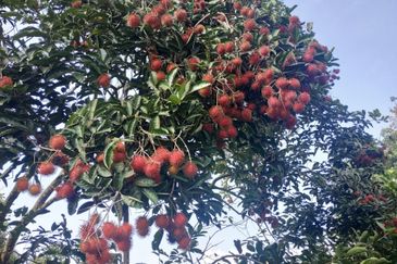 RPSB KAMPUNG LENGKONG