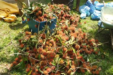 RPSB KAMPUNG LENGKONG