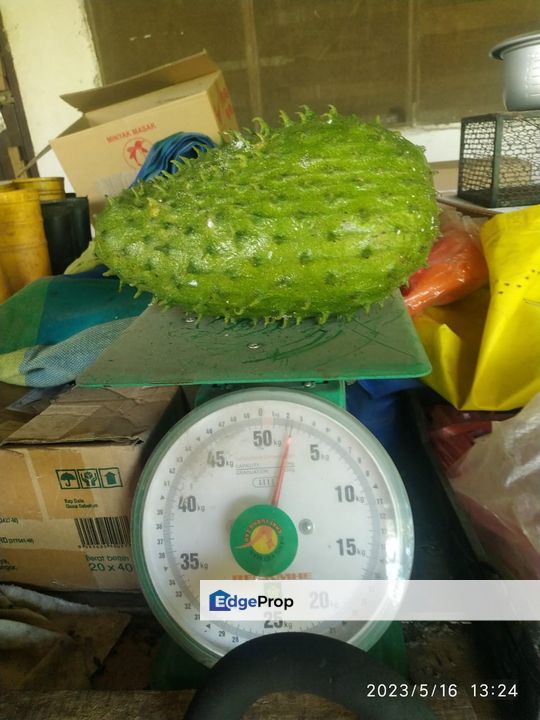 Bentung next to Karak Highway Orchard with Bungalow  6 acres, Pahang, Bentong