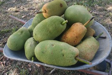 RPSB KAMPUNG LENGKONG