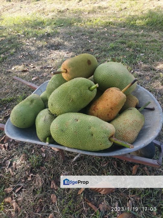 Bentung next to Karak Highway Orchard with Bungalow  6 acres, Pahang, Bentong