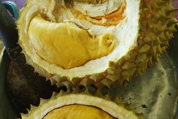 RPSB KAMPUNG LENGKONG