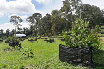 Agri Land Bukit Tagar Rawang Hulu Selangor