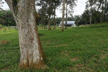 Agri Land Bukit Tagar Rawang Hulu Selangor