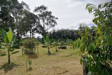 Agri Land Bukit Tagar Rawang Hulu Selangor