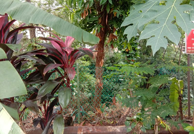 Damansara Heights (Bukit Damansara)