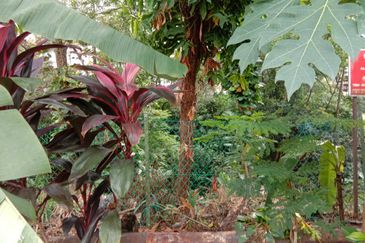 Damansara Heights (Bukit Damansara)