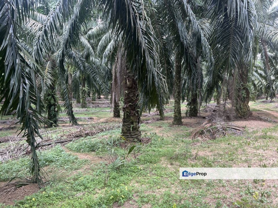 Linggi, 20 Acre Agri Land with 8 yrs Oil Plam Trees-Ready Income, Negeri Sembilan, Port Dickson