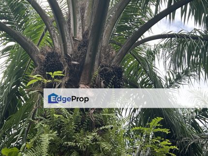 Linggi, 20 Acre Agri Land with 8 yrs Oil Plam Trees-Ready Income, Negeri Sembilan, Port Dickson