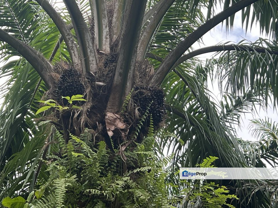 INCOME GENERATING 10.7 Acres, Mature Oil Palm, Freehold, Main Road, Negeri Sembilan, Port Dickson