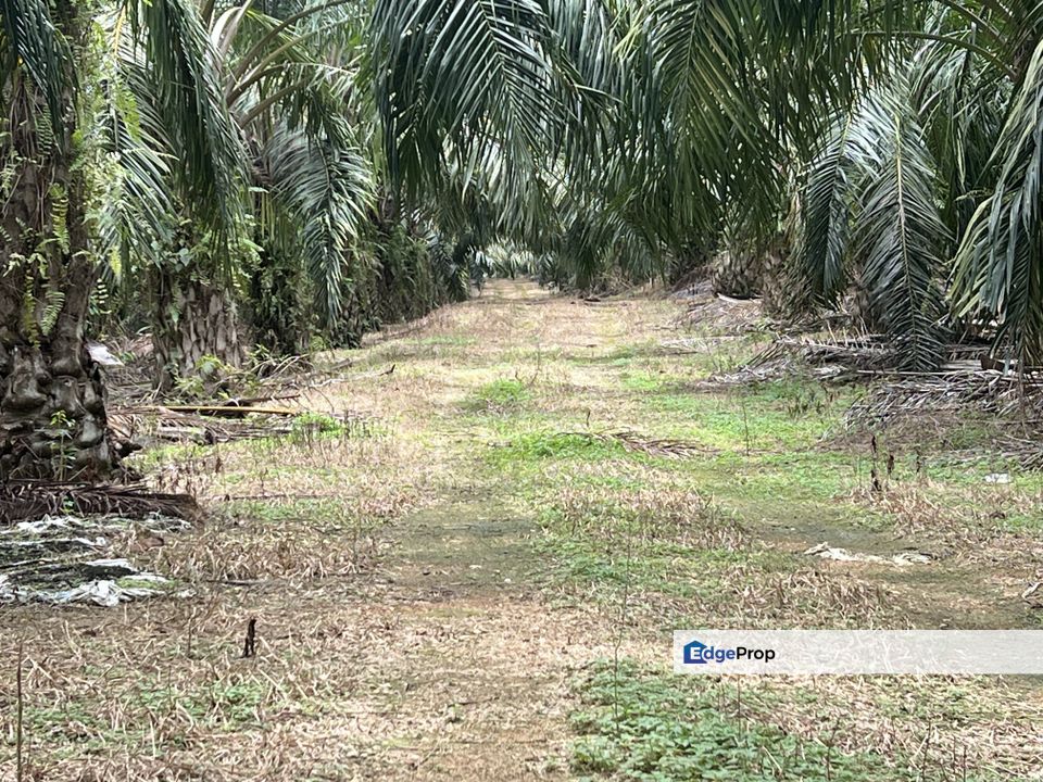 INCOME GENERATING 10.7 Acres, Mature Oil Palm, Freehold, Main Road, Negeri Sembilan, Port Dickson