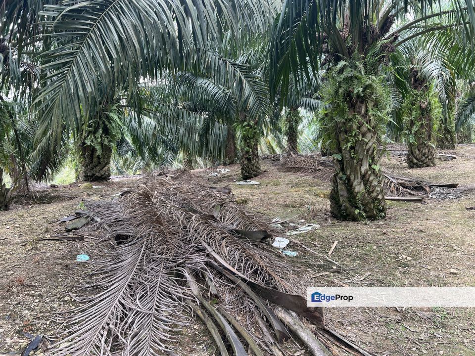 INCOME GENERATING 10.7 Acres, Mature Oil Palm, Freehold, Main Road, Negeri Sembilan, Port Dickson