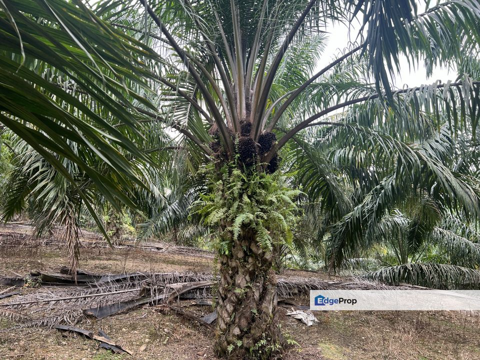 INCOME GENERATING 10.7 Acres, Mature Oil Palm, Freehold, Main Road, Negeri Sembilan, Port Dickson